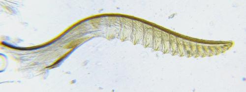 Empria pumila