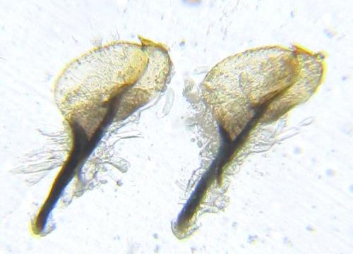 Empria pumila