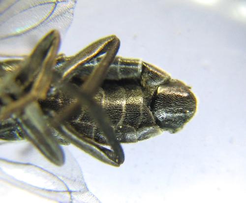 Réf. 337 787 : Empria sexpunctata