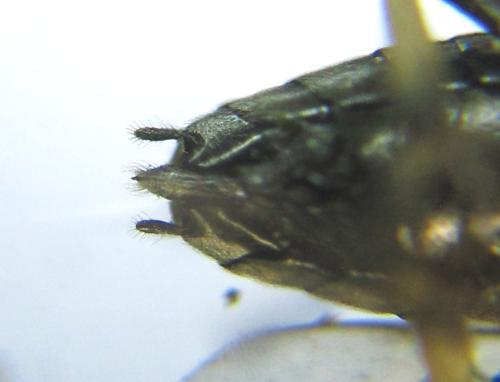 Nematus tulunensis