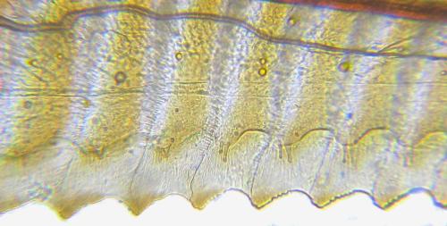 Nematus tulunensis