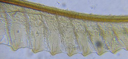 Empria pumila