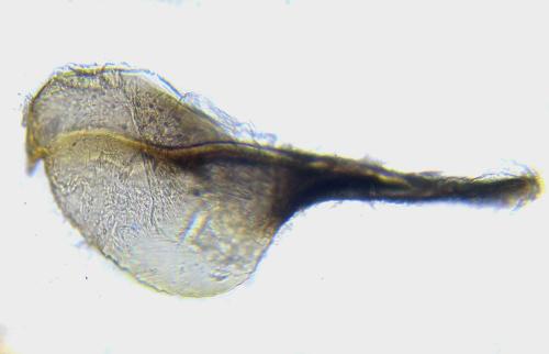 Empria pumila