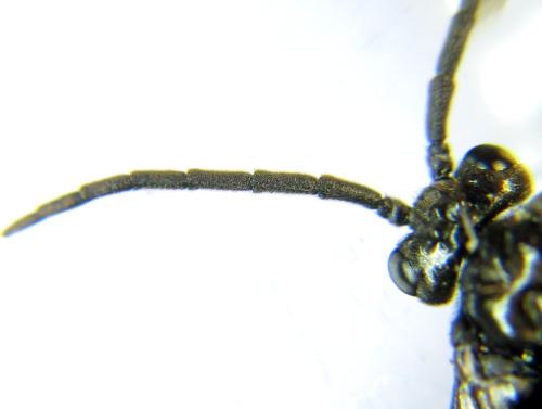 Réf. 337 788 : Empria sexpunctata