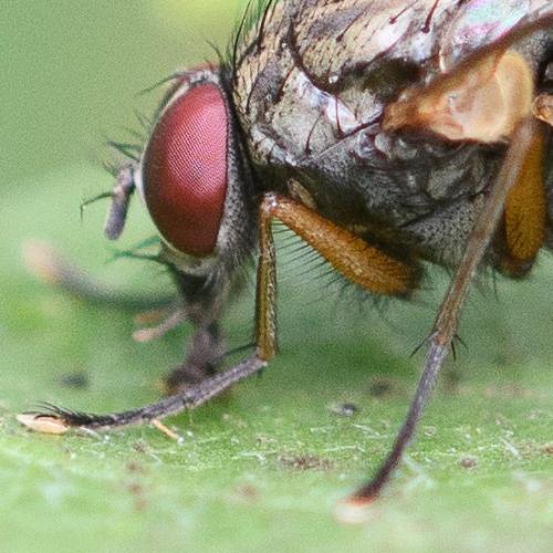 Réf. 337 704 : Phaonia rufipalpis