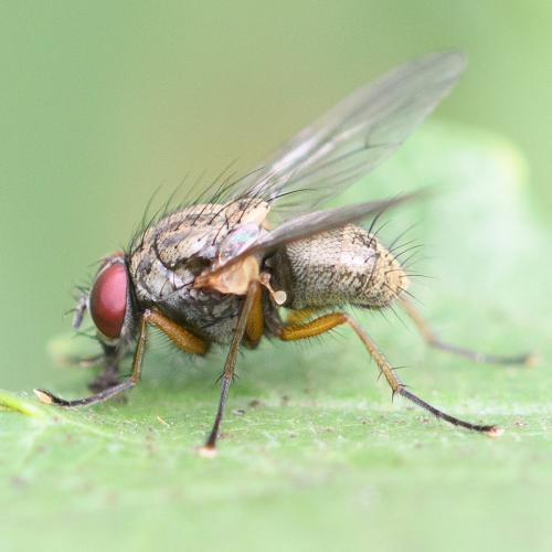 Réf. 337 367 : Phaonia rufipalpis