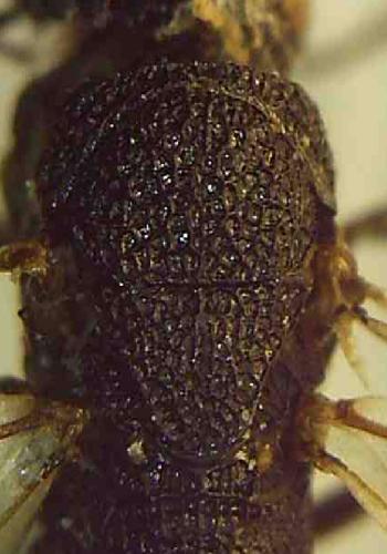 Réf. 337 723 : Pseudoryssus henschii