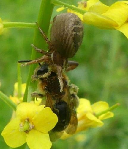Réf. 337 412 : Xysticus sp.