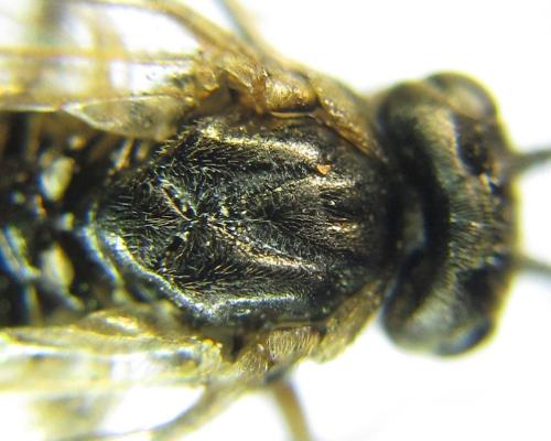 Nematus tulunensis