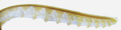 Empria pallimacula