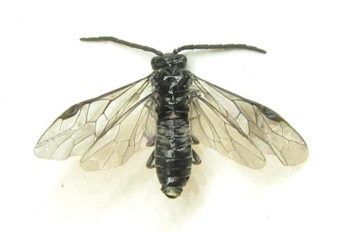 Réf. 337 789 : Empria sexpunctata