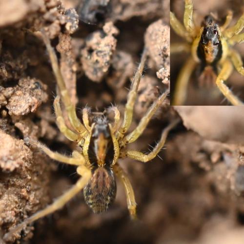 Hogna radiata