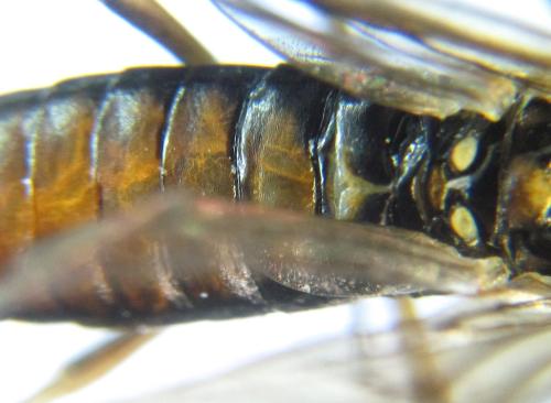 Perineura rubi