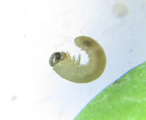 Perineura rubi