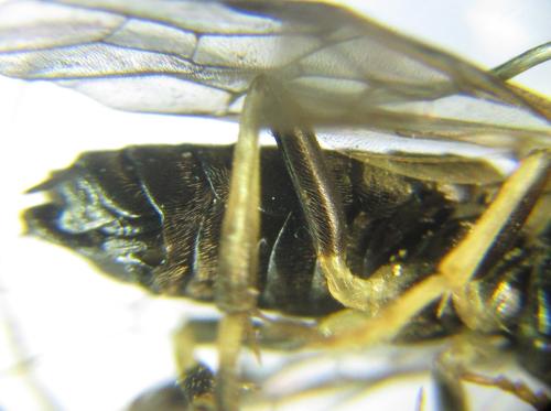 Nematus tulunensis