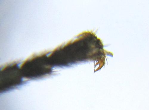 Réf. 337 790 : Empria sexpunctata