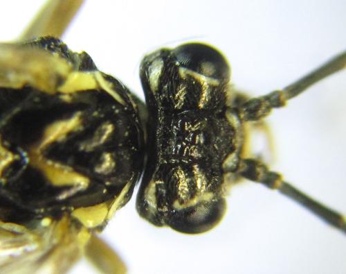 Perineura rubi