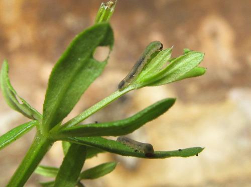 Perineura rubi