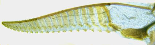 Nematus tulunensis