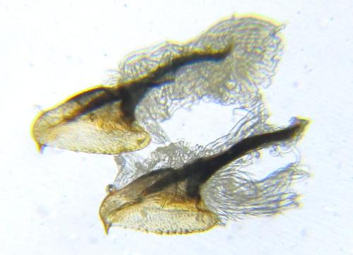 Réf. 337 791 : Empria sexpunctata