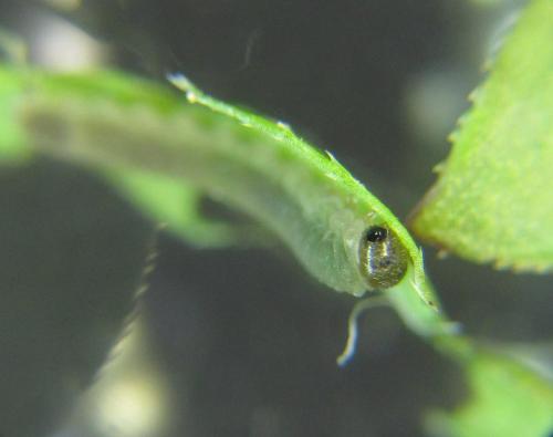 Réf. 337 599 : Perineura rubi