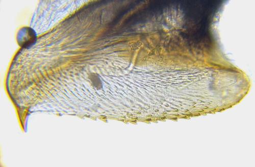 Empria sexpunctata