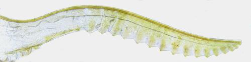 Perineura rubi