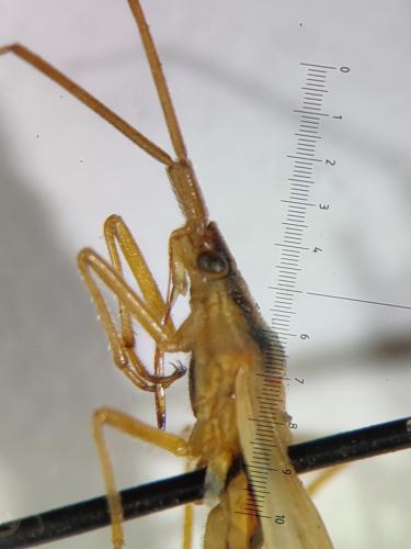 Stenodema virens