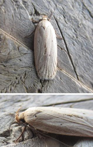 Agonopterix pallorella
