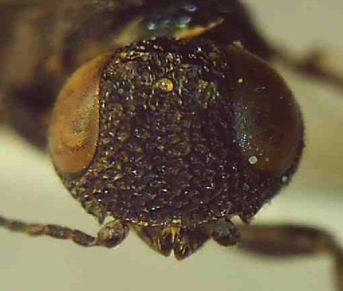 Réf. 337 722 : Pseudoryssus henschii