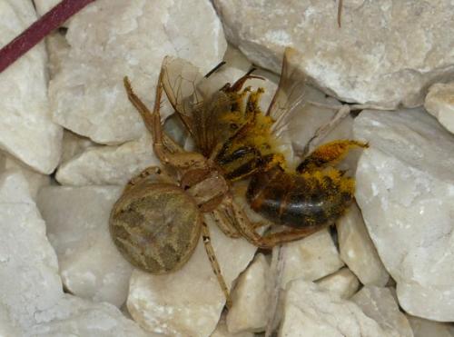 Réf. 337 411 : Xysticus sp.