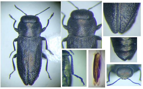 Réf. 337 254 : Anthaxia spinolae