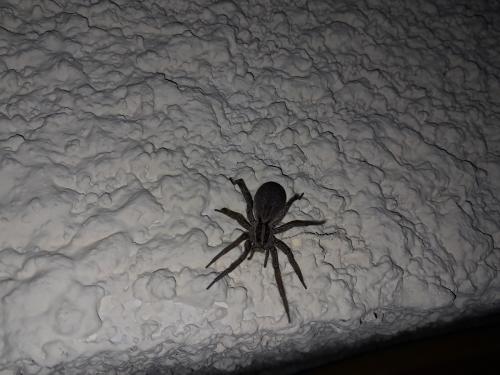 Hogna radiata