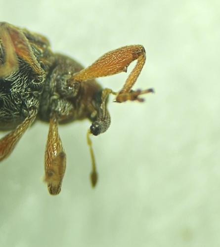 Réf. 337 044 : Anthonomus pedicularius