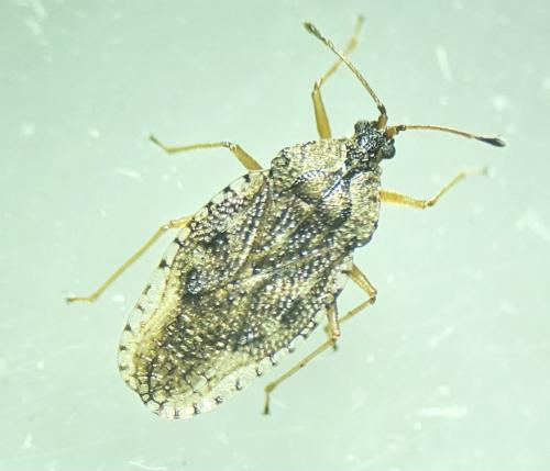 Réf. 337 230 : Dictyla convergens