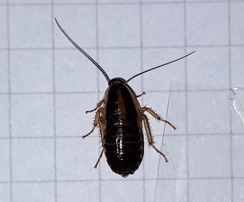 Blattella germanica