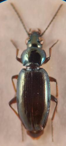 Réf. 337 261 : Bembidion pygmaeum