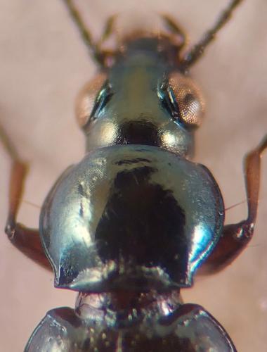Réf. 337 262 : Bembidion pygmaeum