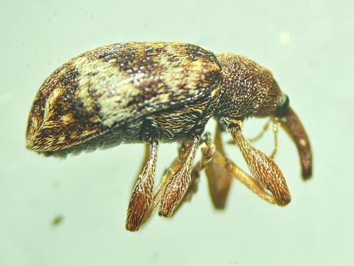 Réf. 337 294 : Anthonomus pedicularius