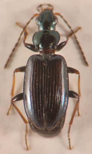 Bembidion atrocaeruleum