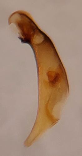 Réf. 337 429 : Bembidion atrocaeruleum