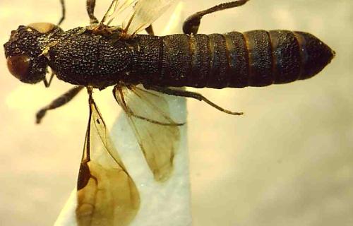 Réf. 337 720 : Pseudoryssus henschii