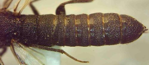 Réf. 337 721 : Pseudoryssus henschii