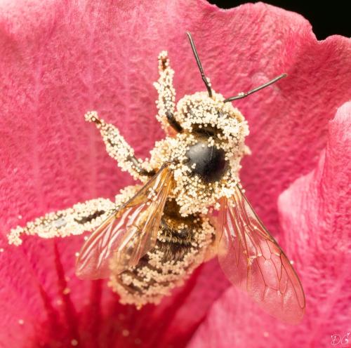 Apis mellifera
