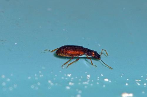 Réf. 337 315 : Hydraena palustris