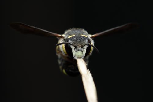 Pseudoanthidium melanurum