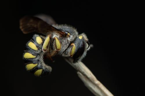 Réf. 337 338 : Pseudoanthidium melanurum