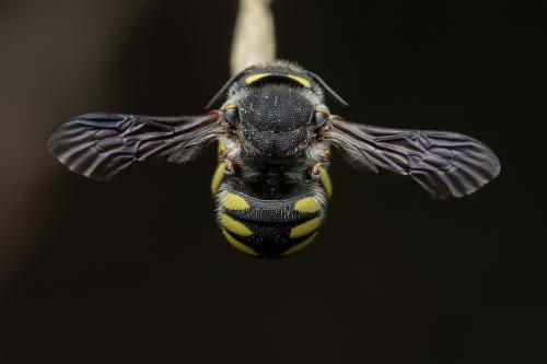 Pseudoanthidium melanurum