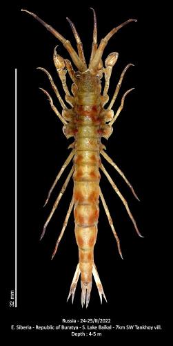 Réf. 337 223 : Pallaseopsis kessleri
