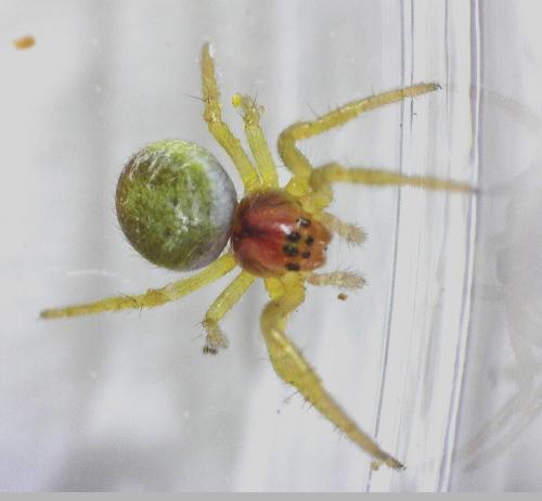 Araniella sp.